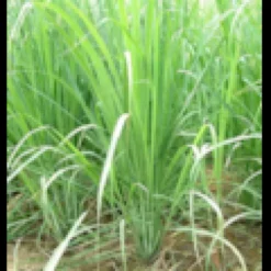 Cymbopogon citratus citronnelle 2 l 20-100 cm