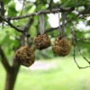 Diy - mangeoire pomme de pin à fabriquer