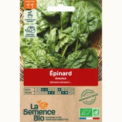 Epinard américa bio