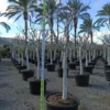 Ficus caricafiguier 35 l 200-220 cm
