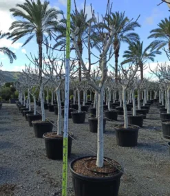Ficus caricafiguier 35 l 200-220 cm