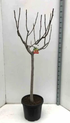 Ficus caricafiguier 35 l 200-220 cm