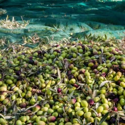 Filet de récolte olives ou autres -4x6m