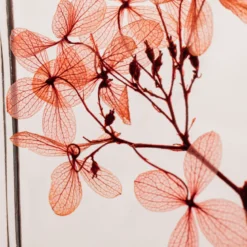 Fleur immergée hortensia peegee h21