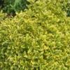 Fusain du japon - euonymus japonicus 'aureomarginatus' - 60-80 cm pot