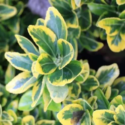 Fusain du japon - euonymus japonicus 'aureomarginatus' - 60-80 cm pot