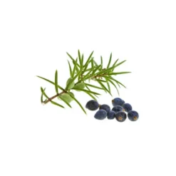 Genévrier macérat bourgeons bio 15ml 15