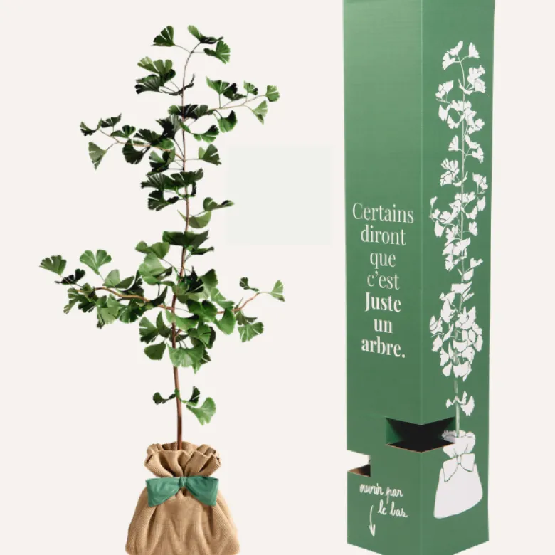 Ginkgo biloba - arbre porte bonheur