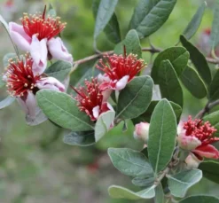 Goyavier du brésil feijoa 12 l 140-160 cm