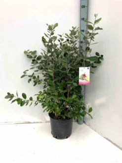 Goyavier du brésil feijoa 12 l 140-160 cm