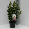 Goyavier du brésil feijoa 9 l 80-100 cm