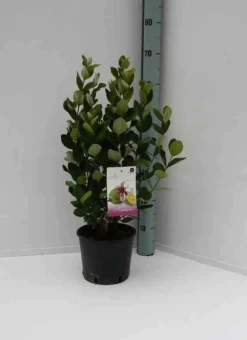 Goyavier du brésil feijoa 9 l 80-100 cm
