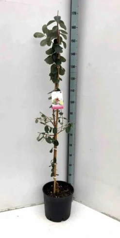 Goyavier du brésil feijoa 9 l 80-100 cm