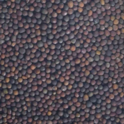 Graines à germer chou rouge germline