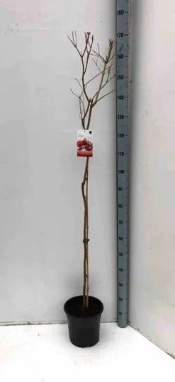 Grenadier 17 l 160-180 cm