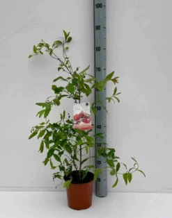 Grenadier 17 l 160-180 cm