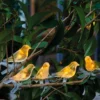 Guirlande solaire oiseaux lumineux 5 led déco jardin terrasse balcon
