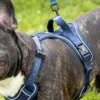 Harnais pour chien confortable et résistant - bleu nuit - taille m