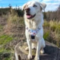 Harnais pour chien confort printemps - m