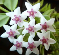 Hoya bella fleur de porcelaine 1 l 30-40 cm