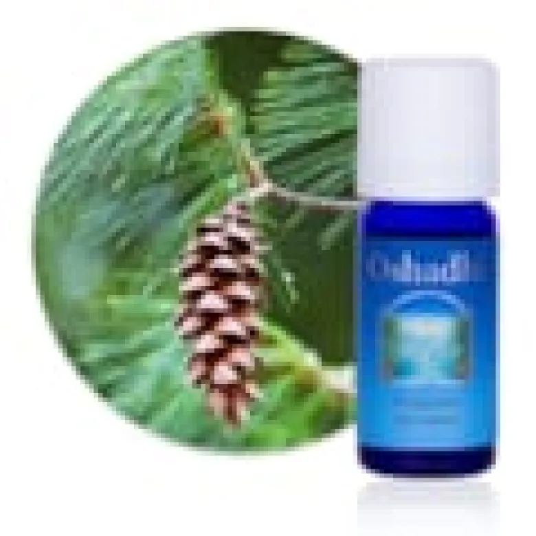 Huile essentielle pin weymouth bio