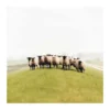 Ivanhoe bandeau tricoté en laine freya