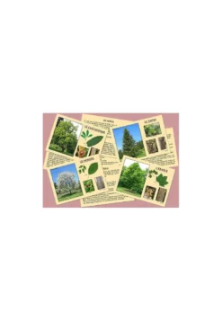 J'apprends à reconnaître les arbres