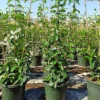 Jasmin de madagascar 2 l 40-60 cm