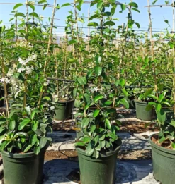 Jasmin de madagascar 2 l 40-60 cm