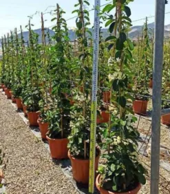 Jasmin de madagascar 2 l 40-60 cm
