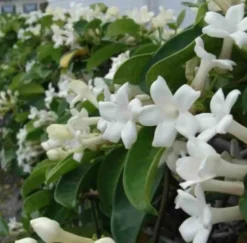 Jasmin de madagascar 2 l 40-60 cm