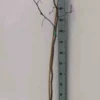 Jujubier, datte chinoise 3 l 80-100 cm