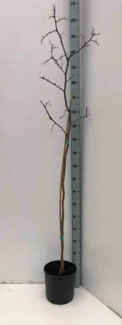 Jujubier, datte chinoise 3 l 80-100 cm