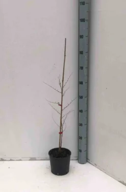 Jujubier, datte chinoise 3 l 80-100 cm