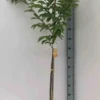 Kaki fuyu 3 l 80-100 cm