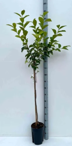 Kaki fuyu 3 l 80-100 cm