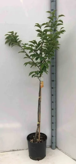 Kaki fuyu 7 l 100-120 cm