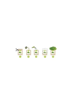 Kit bio prêt à pousser basilic