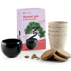 Kit bonsaï à faire pousser