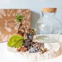 Kit diy pour terrarium 2 plantes