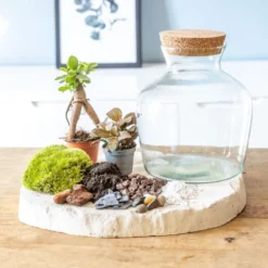 Kit diy pour terrarium 2 plantes