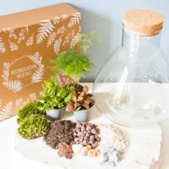 Kit diy terrarium 3 plantes aspargus