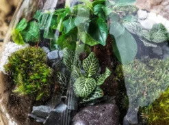 Kit diy terrarium 3 plantes aspargus