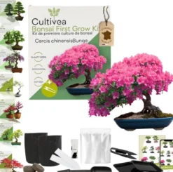 Kit first bonsai cercis chinensis