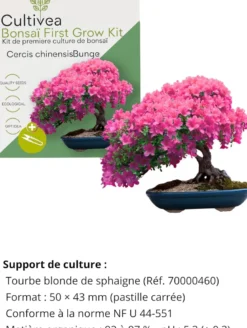 Kit first bonsai cercis chinensis