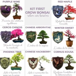 Kit first bonsai cercis chinensis