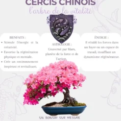 Kit first bonsai cercis chinensis