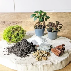 Kit recharge pour terrarium 2 plantes fittonia rouge + ficus
