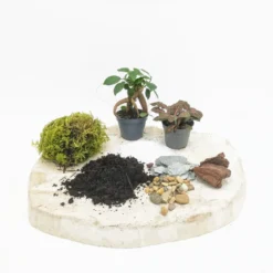 Kit recharge pour terrarium 2 plantes fittonia rouge + ficus