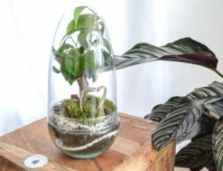 Kit terrarium plante diy bonsairium